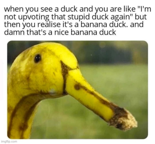 image tagged in memes,funny,ducks,banana | made w/ Imgflip meme maker