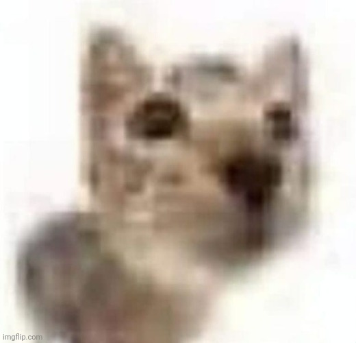 miau | made w/ Imgflip meme maker