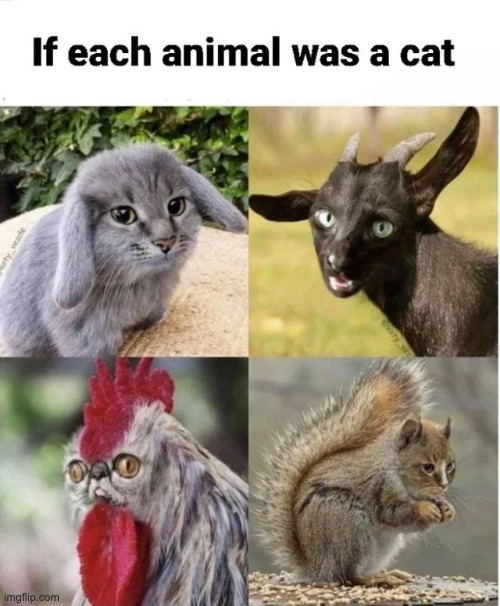 If each animal was a cat | image tagged in animals,memes,funny | made w/ Imgflip meme maker