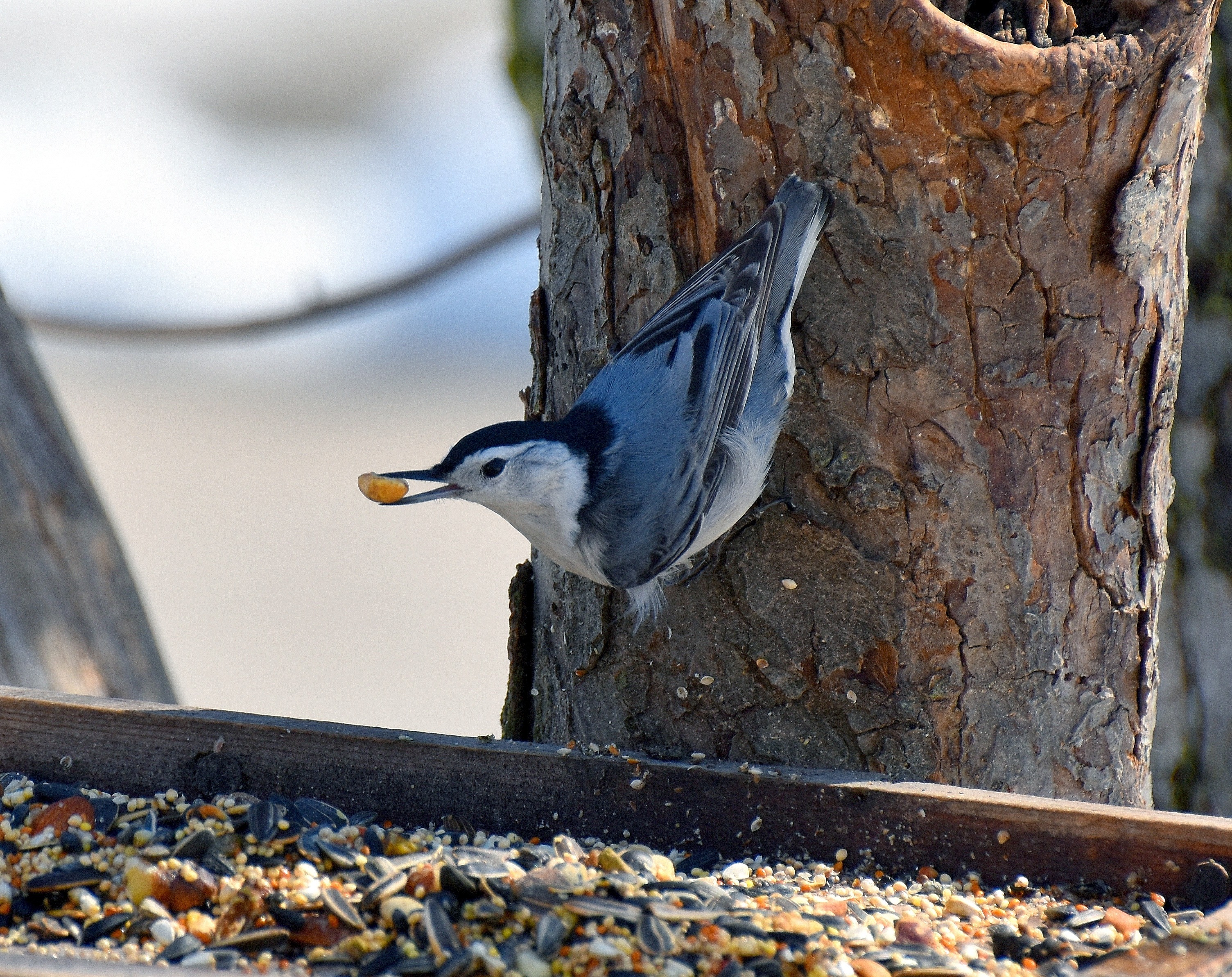 Nuthatch | made w/ Imgflip meme maker