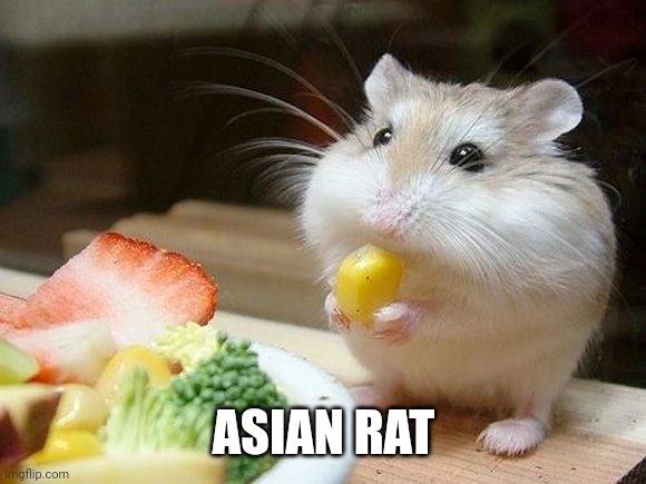 NOM NOM NOM | ASIAN RAT | image tagged in nom nom nom | made w/ Imgflip meme maker