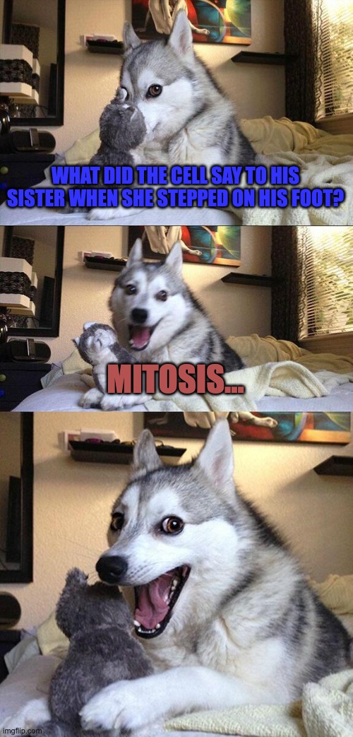 Bad Pun Dog | WHAT DID THE CELL SAY TO HIS SISTER WHEN SHE STEPPED ON HIS FOOT? MITOSIS... | image tagged in memes,bad pun dog,bad pun,funny | made w/ Imgflip meme maker