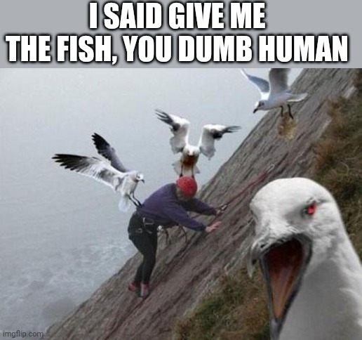 Angry Birds | I SAID GIVE ME THE FISH, YOU DUMB HUMAN | image tagged in angry birds | made w/ Imgflip meme maker