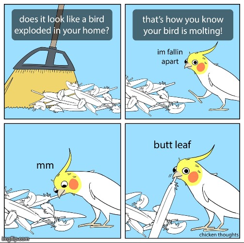 There is a period when birds lose a lot of feathers | image tagged in comics | made w/ Imgflip meme maker