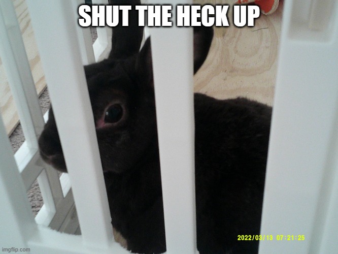 Used in comment | SHUT THE HECK UP | image tagged in coconut | made w/ Imgflip meme maker