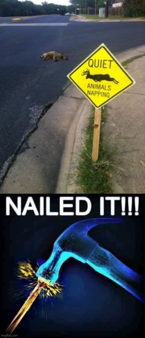 Nailed that napping | image tagged in nailed it,nap,napping,memes,animal,funny signs | made w/ Imgflip meme maker