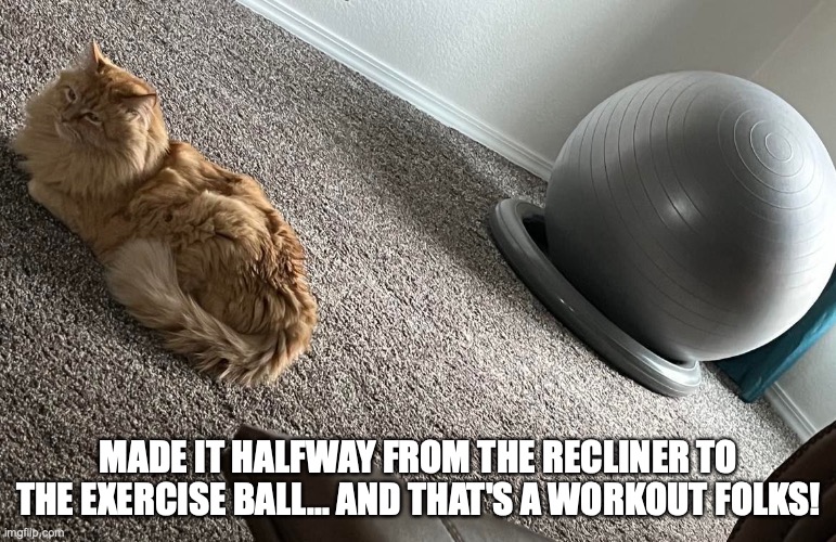 Like lazy cat, like human | MADE IT HALFWAY FROM THE RECLINER TO THE EXERCISE BALL... AND THAT'S A WORKOUT FOLKS! | image tagged in cats | made w/ Imgflip meme maker