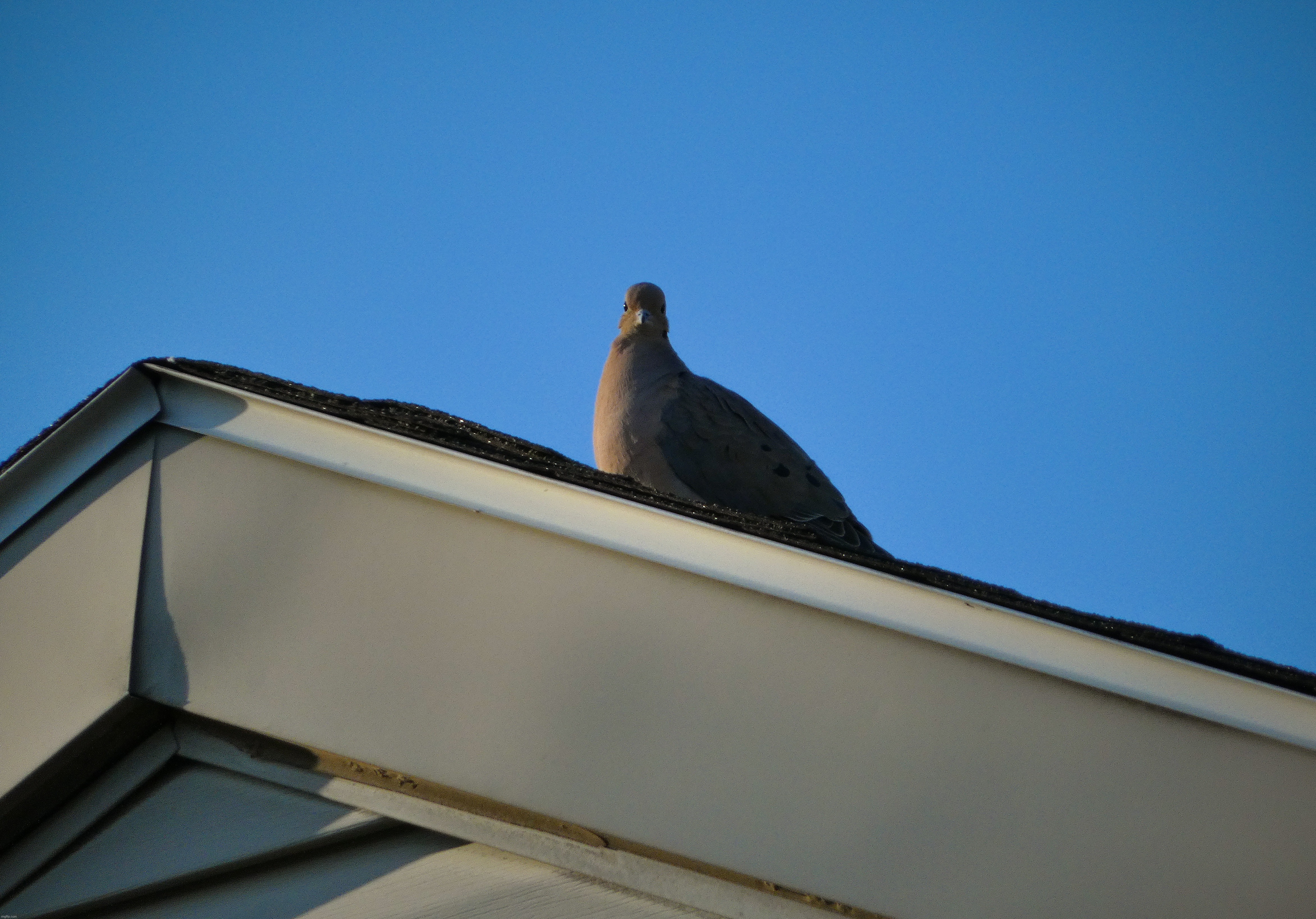 A mourning dove that I saw on a roof | image tagged in share your own photos | made w/ Imgflip meme maker
