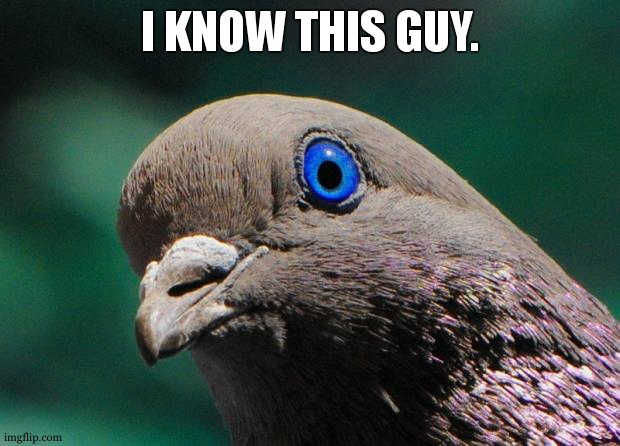 Pigeon | I KNOW THIS GUY. | image tagged in pigeon | made w/ Imgflip meme maker