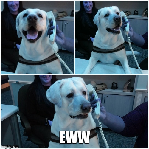 Labrador on phone | EWW | image tagged in labrador on phone | made w/ Imgflip meme maker