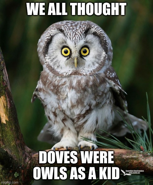 Owl | WE ALL THOUGHT DOVES WERE OWLS AS A KID | image tagged in owl | made w/ Imgflip meme maker