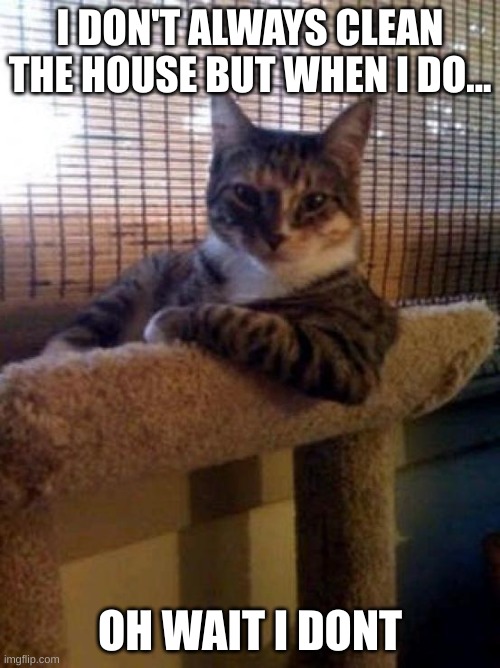funny cat | I DON'T ALWAYS CLEAN THE HOUSE BUT WHEN I DO... OH WAIT I DONT | image tagged in memes | made w/ Imgflip meme maker