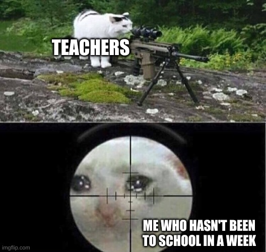 funny cat | TEACHERS; ME WHO HASN'T BEEN TO SCHOOL IN A WEEK | image tagged in memes | made w/ Imgflip meme maker
