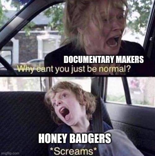 Why can't honey badgers be normal?!?!? | DOCUMENTARY MAKERS; HONEY BADGERS | image tagged in why can't you just be normal | made w/ Imgflip meme maker