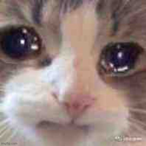 Cat cri | image tagged in cat cri | made w/ Imgflip meme maker