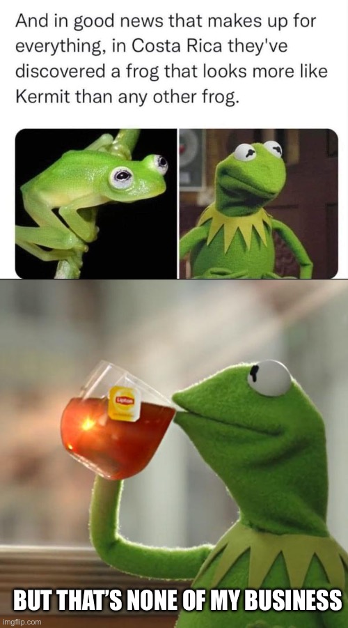 None of my business, Costa Rica | BUT THAT’S NONE OF MY BUSINESS | image tagged in memes,but that's none of my business,frog,kermit the frog | made w/ Imgflip meme maker