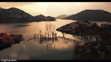 Swamp | image tagged in gifs,funny,nature | made w/ Imgflip video-to-gif maker