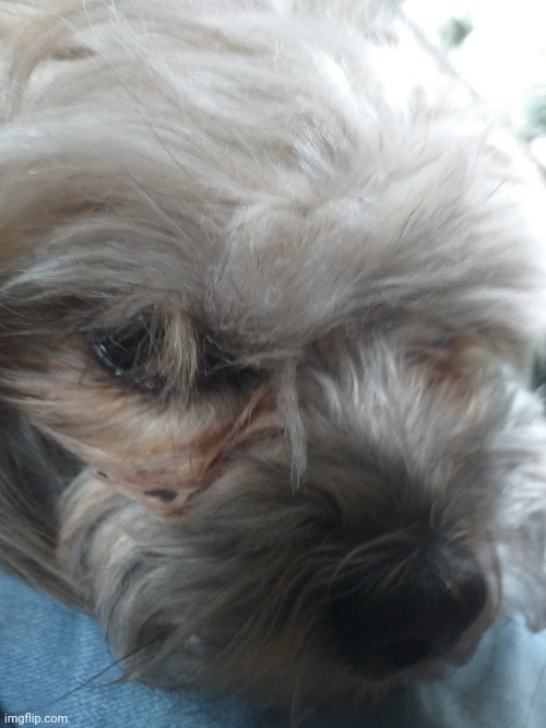 Posted a pic of my dog without his concern | made w/ Imgflip meme maker
