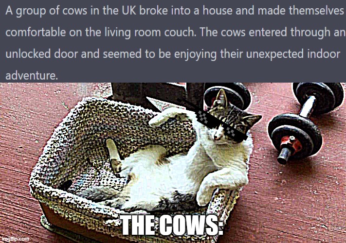 HOLYCOW!?! | THE COWS: | image tagged in cat just chillin,fun,news | made w/ Imgflip meme maker