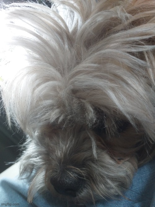 pic of my dog | made w/ Imgflip meme maker
