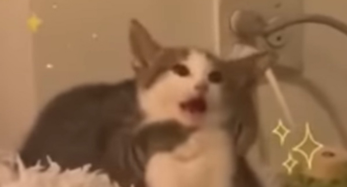 High Quality Surprised Cat Blank Meme Template