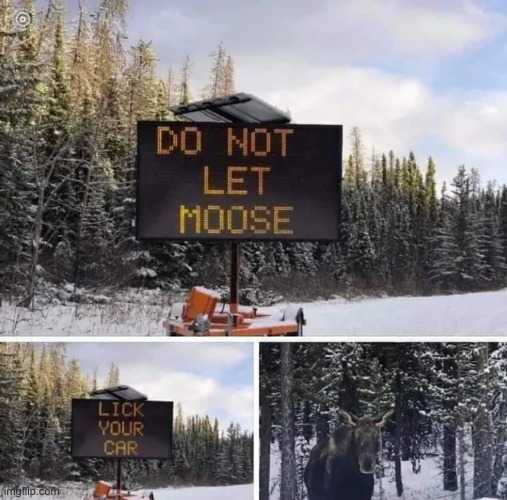 image tagged in funny,signs,moose,car | made w/ Imgflip meme maker