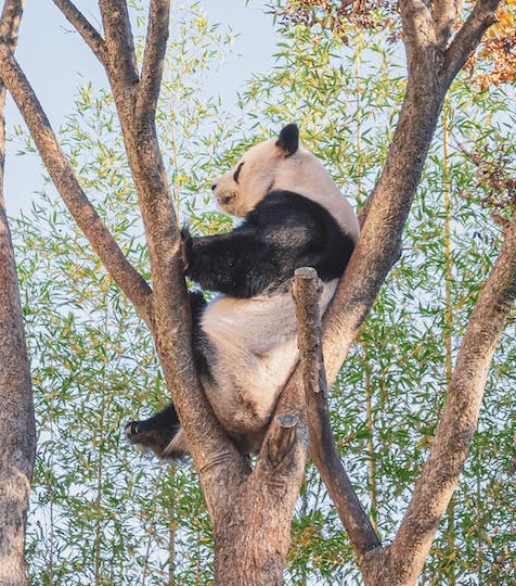 High Quality None of My Business Panda Blank Meme Template