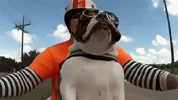 Dog Rapper Gif Imgflip