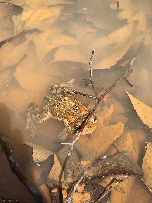 I went on a 4 mile hike yesterday so I snapped a few cool photos (This is a toad, not a frog) | image tagged in photos,toad | made w/ Imgflip meme maker