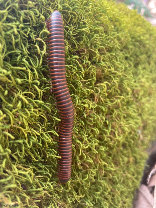 There were lots of millipedes as I was hiking | made w/ Imgflip meme maker