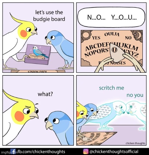 Birb comic: budgie board | image tagged in birb,comics | made w/ Imgflip meme maker