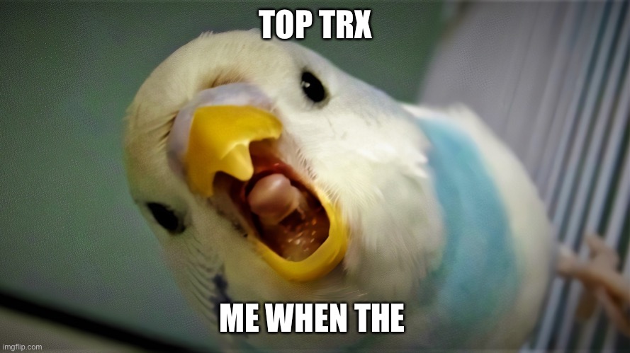 Anger Budgie | TOP TEXT ME WHEN THE | image tagged in anger budgie | made w/ Imgflip meme maker