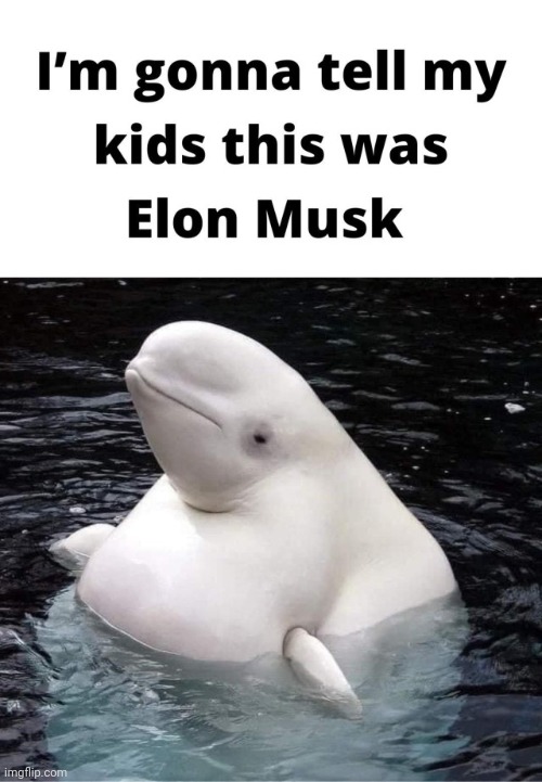 Melon Emusk | made w/ Imgflip meme maker