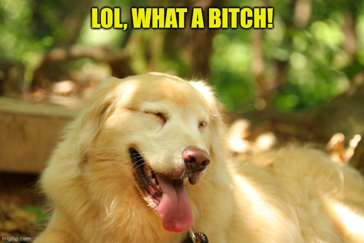 Dog laughing | LOL, WHAT A BITCH! | image tagged in dog laughing | made w/ Imgflip meme maker