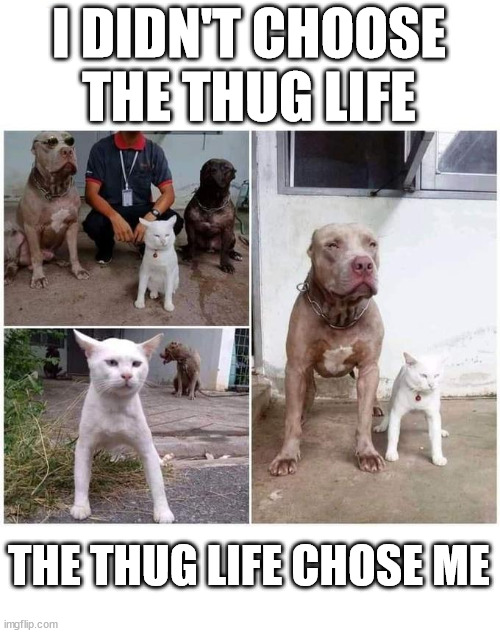 Thug Life | I DIDN'T CHOOSE THE THUG LIFE; THE THUG LIFE CHOSE ME | image tagged in cat,dog,thug life,funny | made w/ Imgflip meme maker