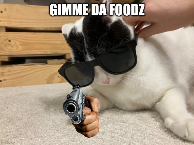 Gib me foodz | GIMME DA FOODZ | image tagged in cat,lol,food | made w/ Imgflip meme maker