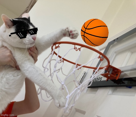 Basket Cat | image tagged in basketball,cats,cat,lol | made w/ Imgflip meme maker