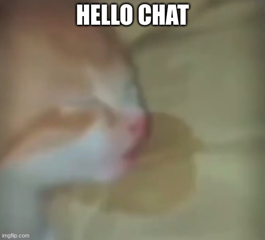 the sleeper | HELLO CHAT | image tagged in the sleeper | made w/ Imgflip meme maker