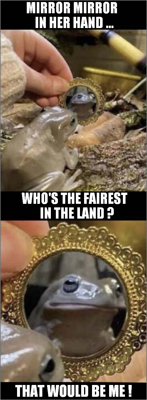 A Handsome Frog ! | MIRROR MIRROR
  IN HER HAND ... WHO'S THE FAIREST
  IN THE LAND ? THAT WOULD BE ME ! | image tagged in mirror mirror,frog,fairy tales | made w/ Imgflip meme maker