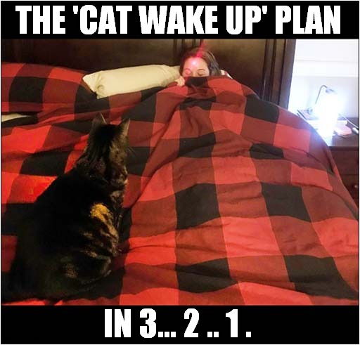Having Fun With A Laser Pointer ! | THE 'CAT WAKE UP' PLAN; IN 3... 2 .. 1 . | image tagged in cats,laser,wake up | made w/ Imgflip meme maker