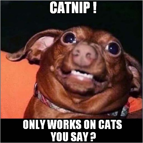 Look At Those Eyes ! | CATNIP ! ONLY WORKS ON CATS
 YOU SAY ? | image tagged in dogs,catnip,big eyes | made w/ Imgflip meme maker