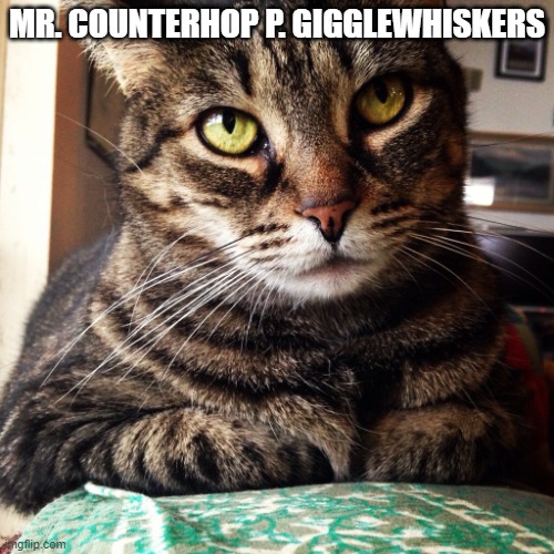Tabby Cat | MR. COUNTERHOP P. GIGGLEWHISKERS | image tagged in tabby cat | made w/ Imgflip meme maker