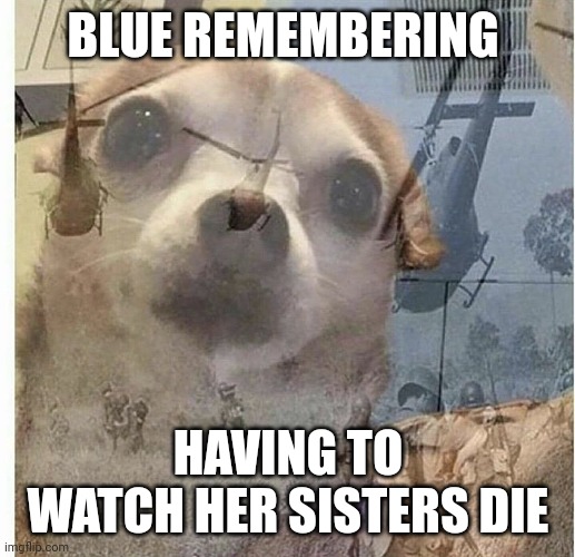 Blue has PTSD, don't argue with me | BLUE REMEMBERING; HAVING TO WATCH HER SISTERS DIE | image tagged in ptsd chihuahua,jurassic park,jurassic world,jurassicparkfan102504,jpfan102504 | made w/ Imgflip meme maker