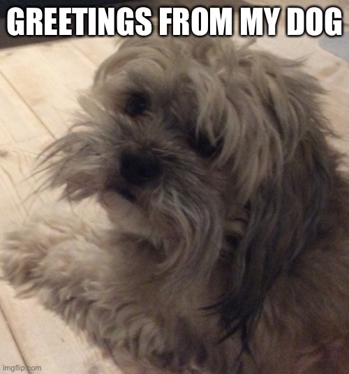 GREETINGS FROM MY DOG | made w/ Imgflip meme maker