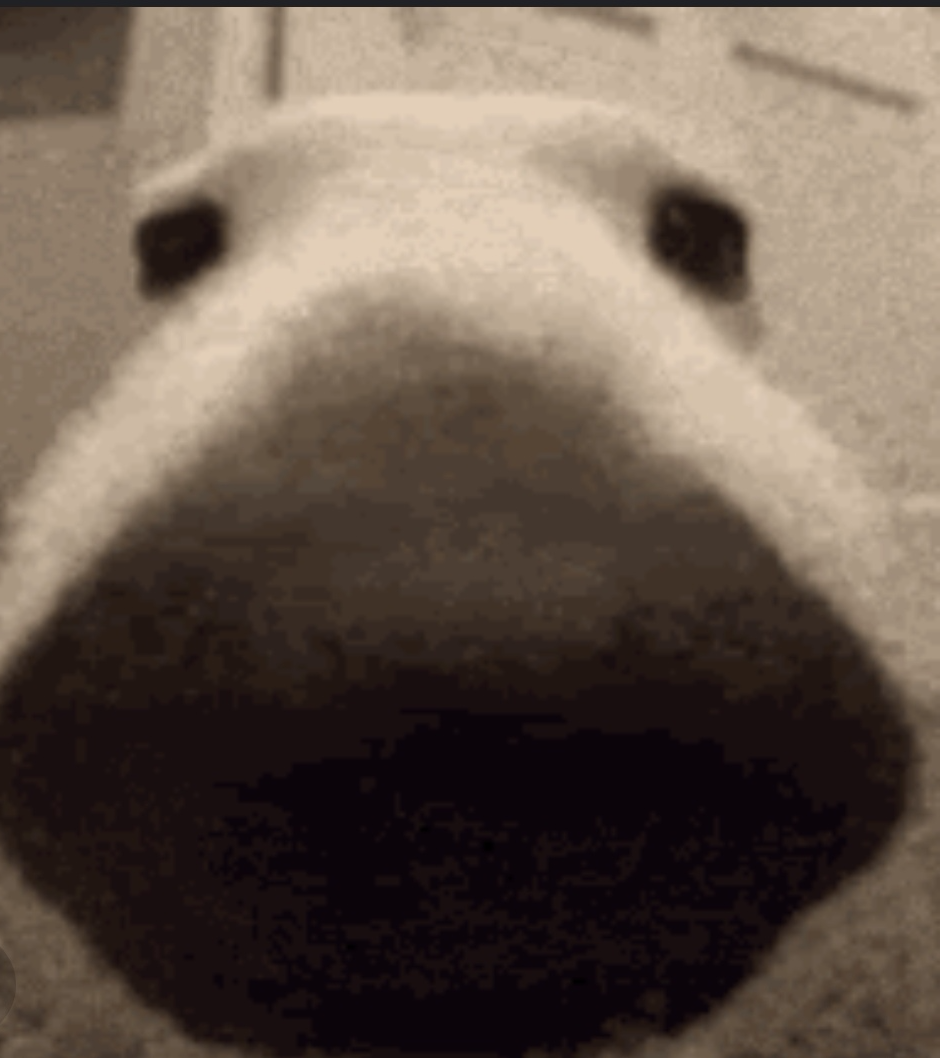 Sniff dog Blank Meme Template