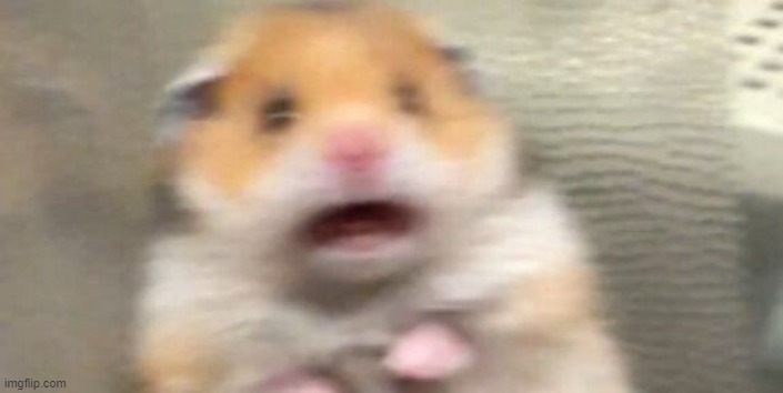 Screaming Hampster | image tagged in screaming hampster | made w/ Imgflip meme maker