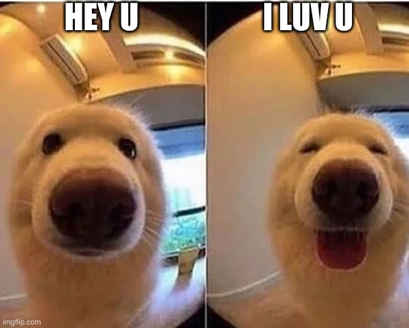 wholesome doggo | HEY U I LUV U | image tagged in wholesome doggo | made w/ Imgflip meme maker