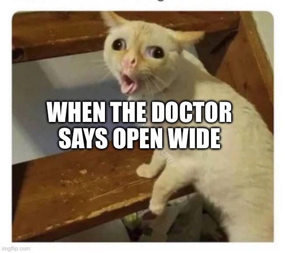 Coughing Cat | WHEN THE DOCTOR SAYS OPEN WIDE | image tagged in coughing cat | made w/ Imgflip meme maker