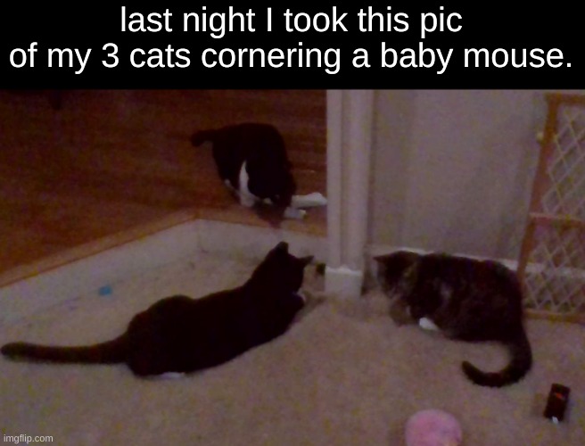 Feel free to turn into template | last night I took this pic of my 3 cats cornering a baby mouse. | made w/ Imgflip meme maker