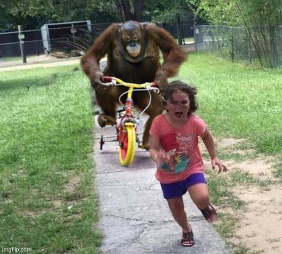 orangutan chasing kid on tricycle | image tagged in orangutan chasing kid on tricycle | made w/ Imgflip meme maker